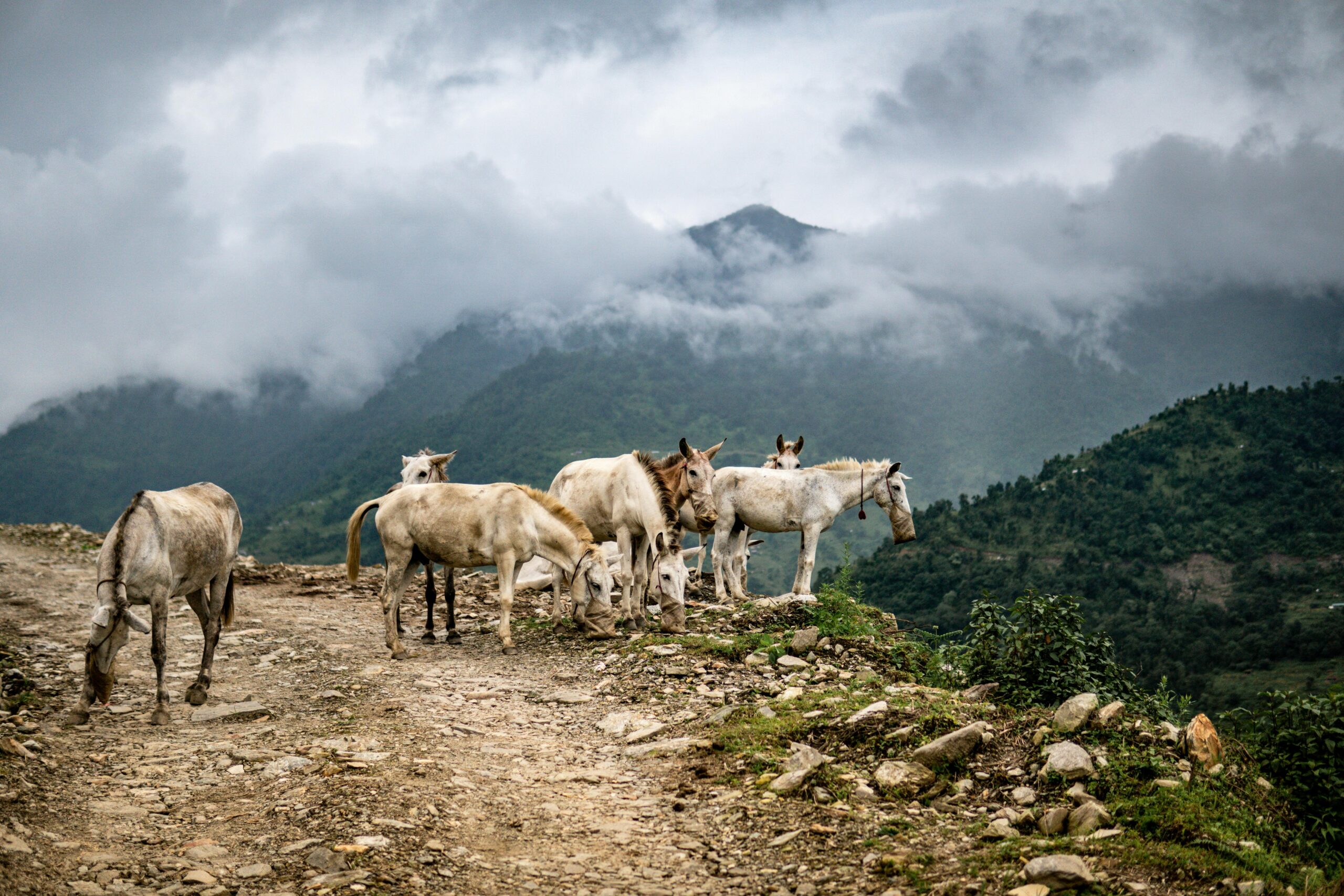 scenic views seen during ghandruk trek